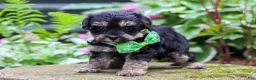 Yorkiepoo dogs for sale: Spike - Ad 4