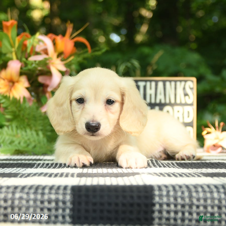 Miniature Dachshund dogs Finn - Ad 1