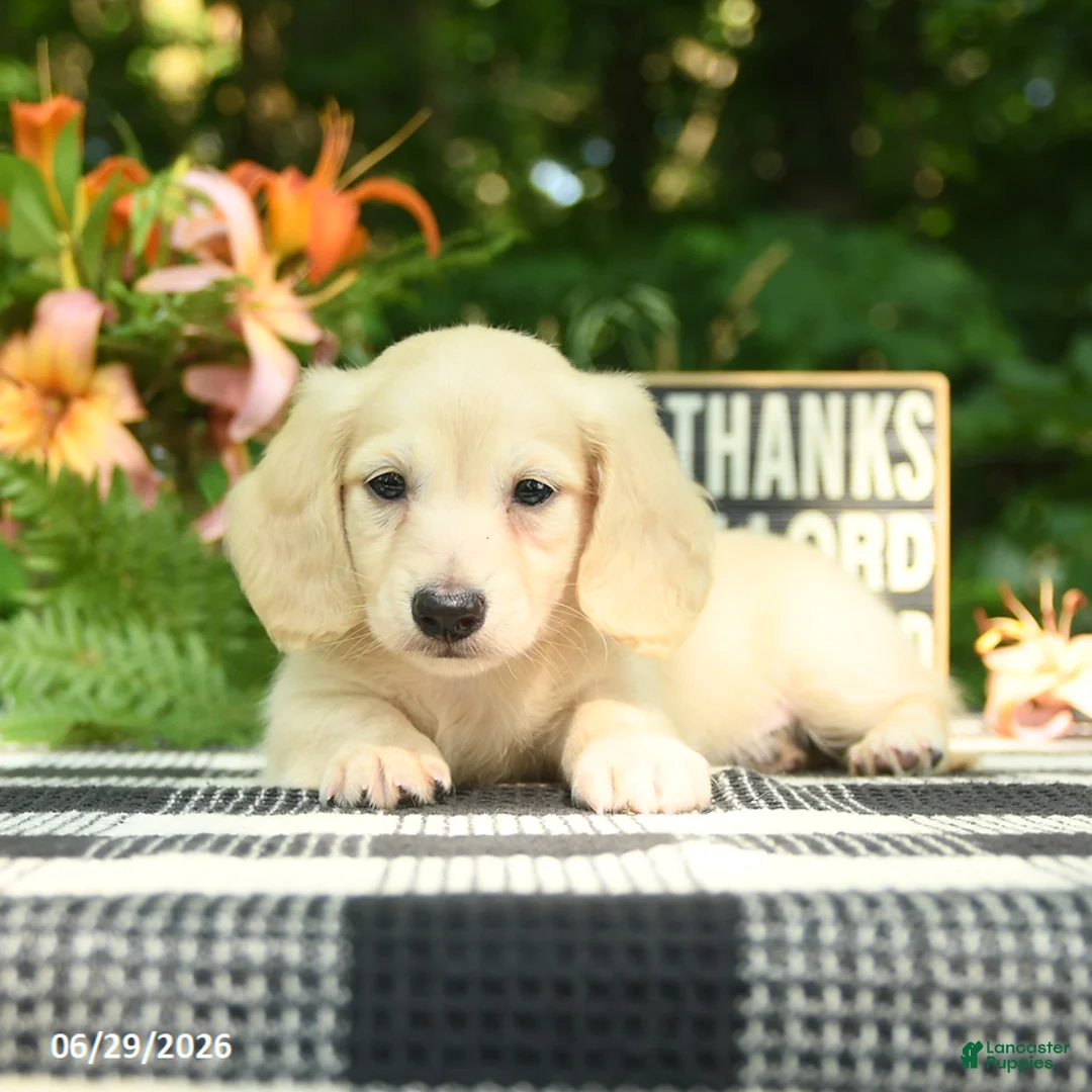 Miniature Dachshund dogs for sale: Finn - Ad 1