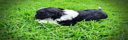 Havapoo dogs for sale: Savvy - Ad 15