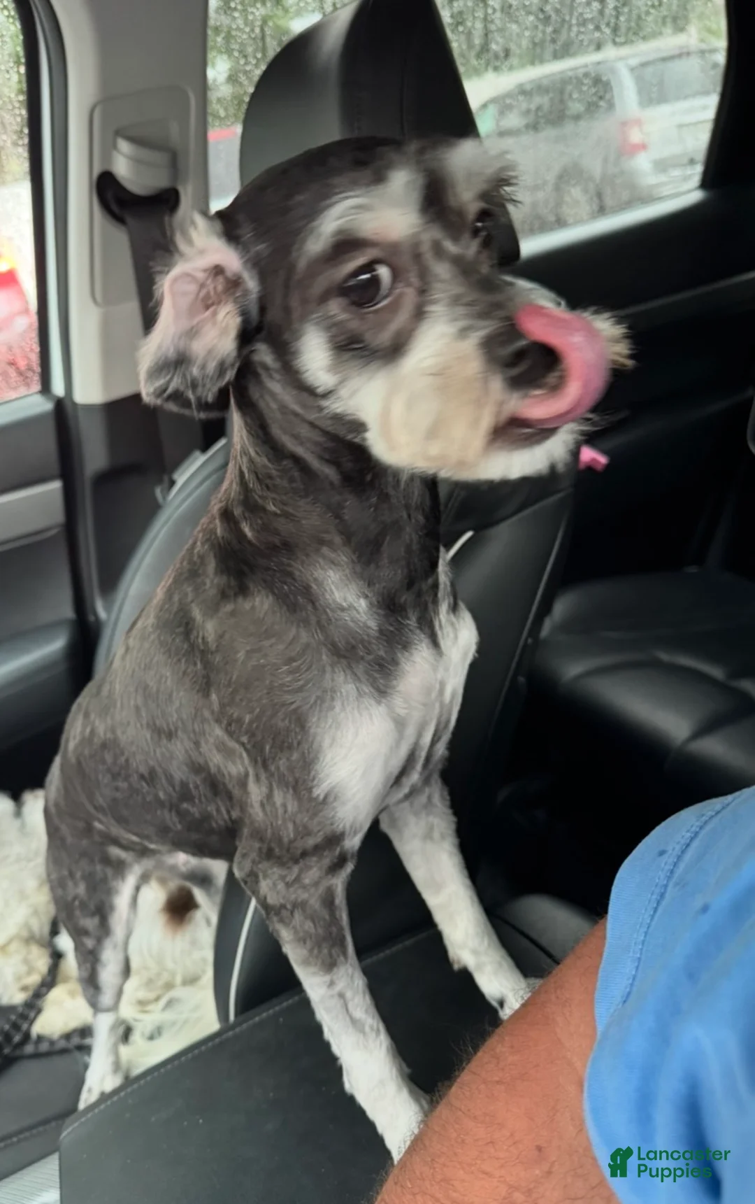 Tibetan Terrier dogs for sale: Tibetan Terrier Puppy 1 - Ad 2