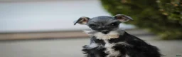 Miniature Schnauzer dogs for sale: Georgia Miniature Schnauzer - Ad 6