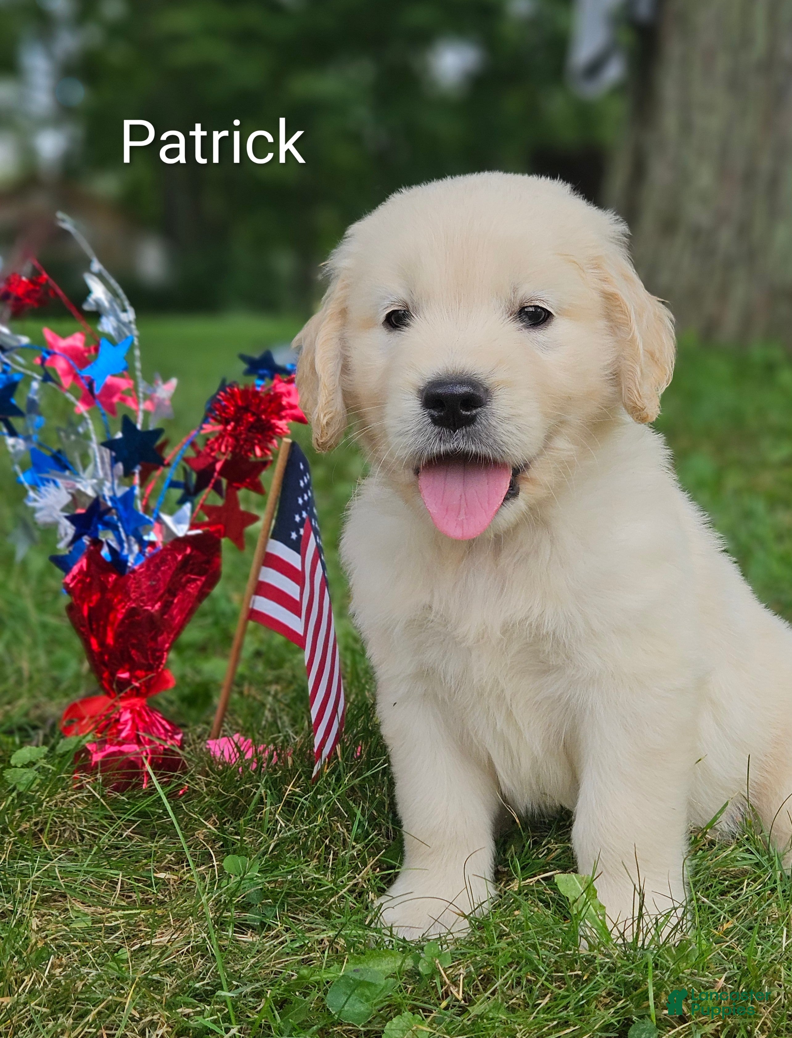 Golden Retriever dogs Patrick - Ad 1