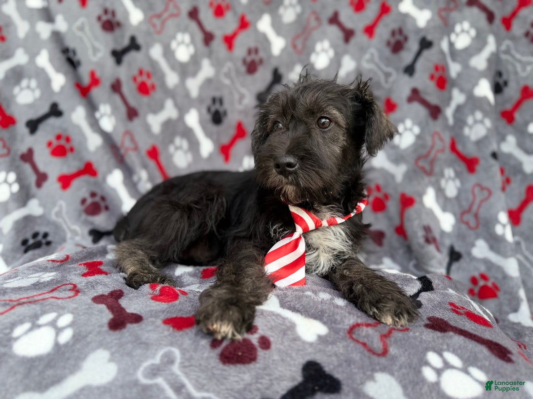 Miniature Schnauzer dogs for sale: Simon - Ad 9