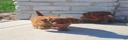 Cavapoo dogs for sale: Hazel - Ad 2