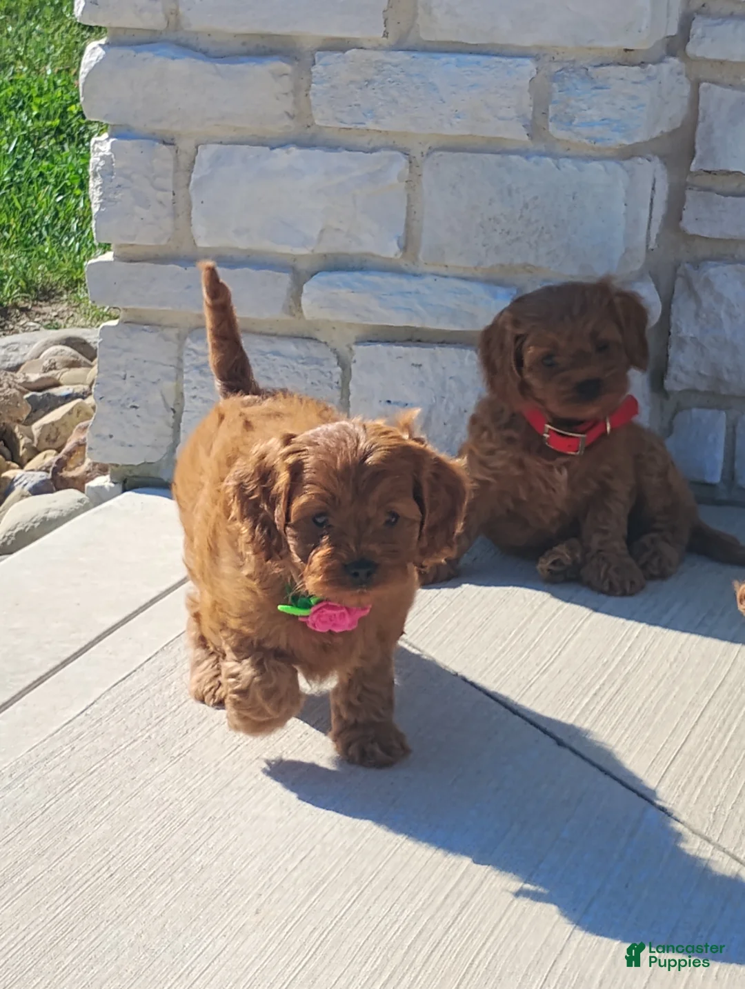 Cavapoo dogs for sale: Hazel - Ad 2