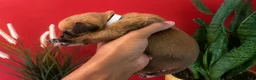 Dogue De Bordeaux dogs for sale: Dogue De Bordeaux Puppy 7 - Ad 3