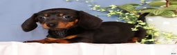 Miniature Dachshund dogs for sale: Izzy - Ad 7