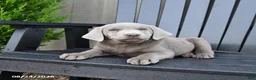 Labrador Retriever dogs for sale: Hope - Ad 1