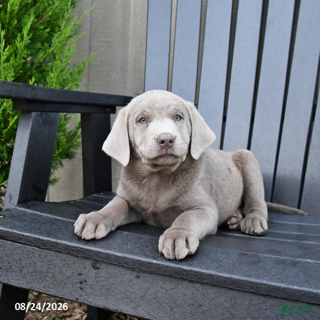 Labrador Retriever dogs for sale: Hope - Ad 1