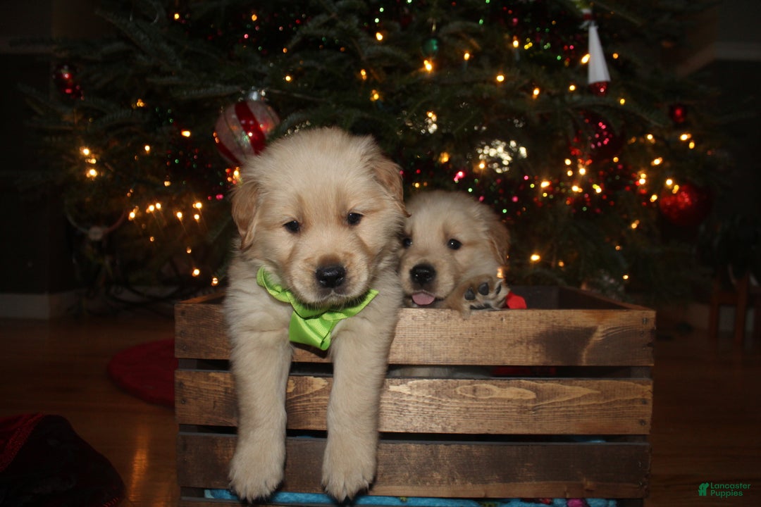 Golden Retriever dogs for sale: Golden Retriever Puppy light green - Ad 3