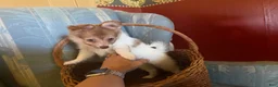 Mixed Breed dogs for sale: Cookie’s Girl “Ginger” - Ad 3
