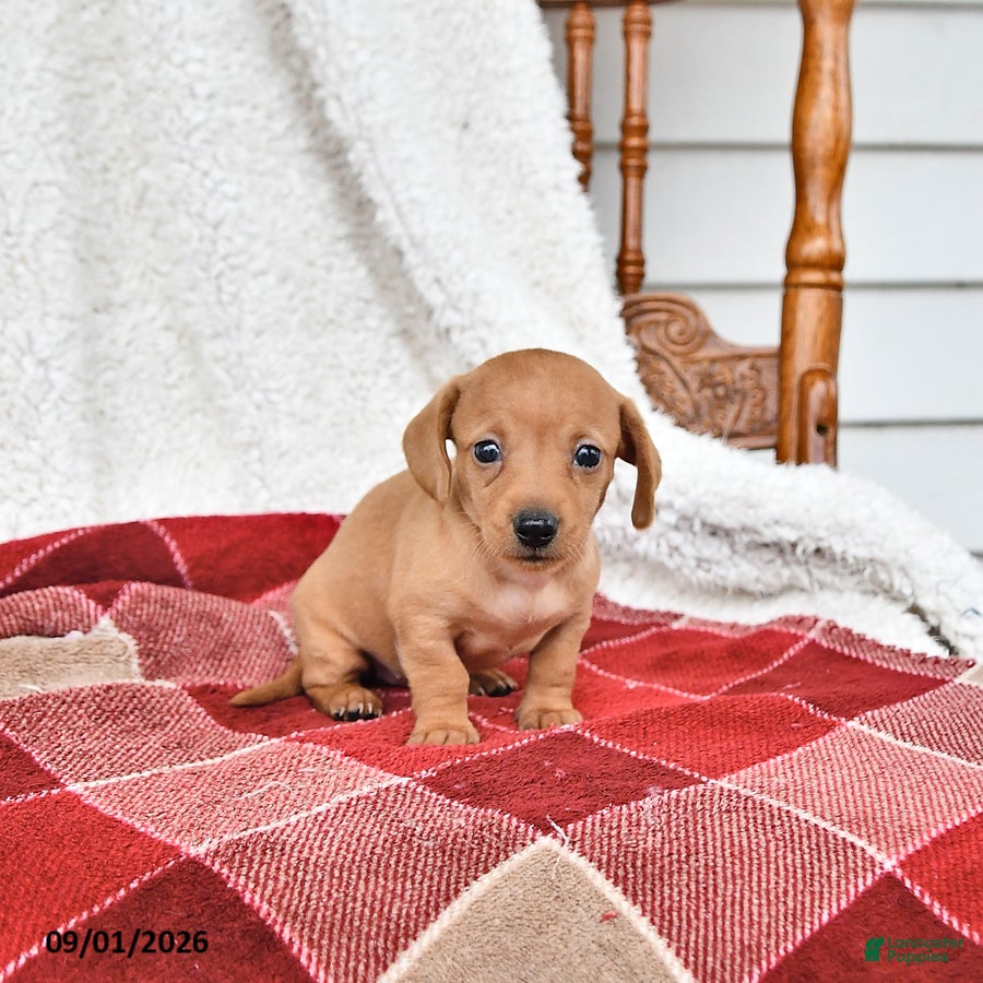 Miniature Dachshund dogs Annie - Ad 1