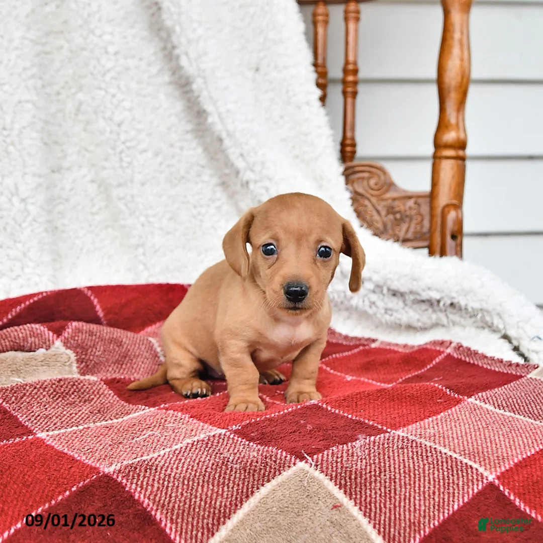 Miniature Dachshund dogs for sale: Annie - Ad 1