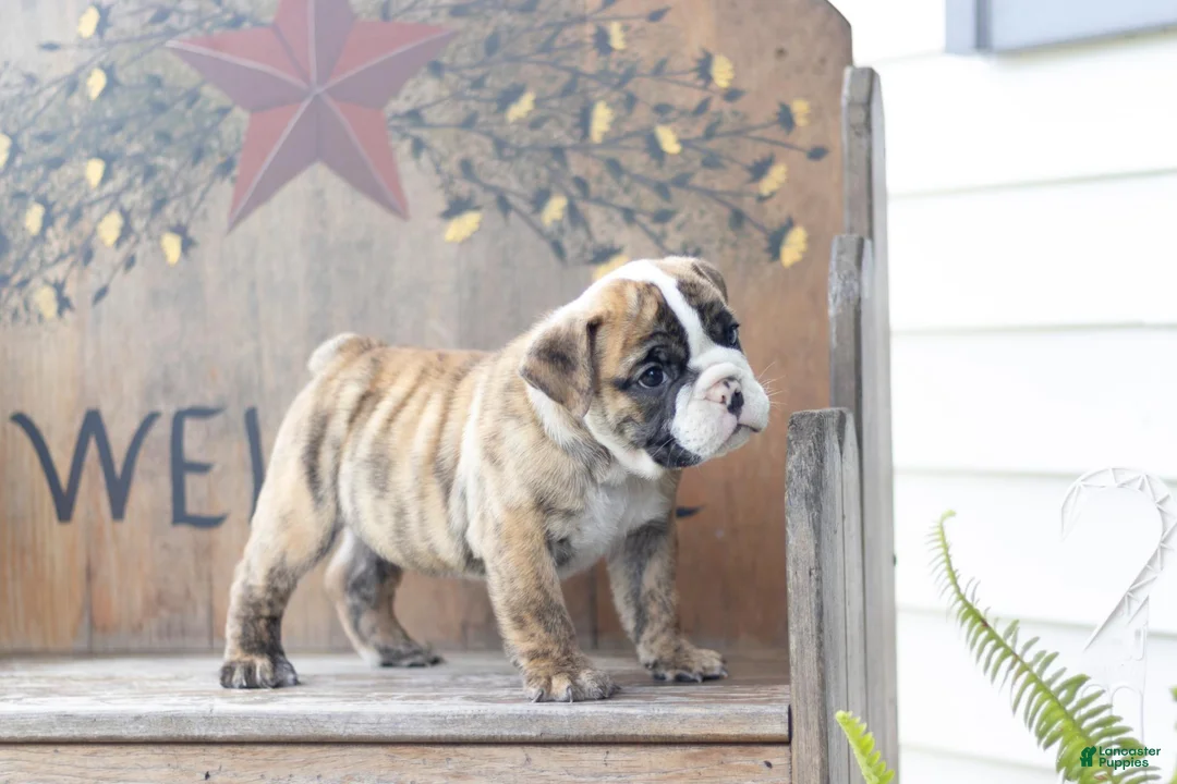 English Bulldog dogs for sale: English Bulldog 1 - Ad 3