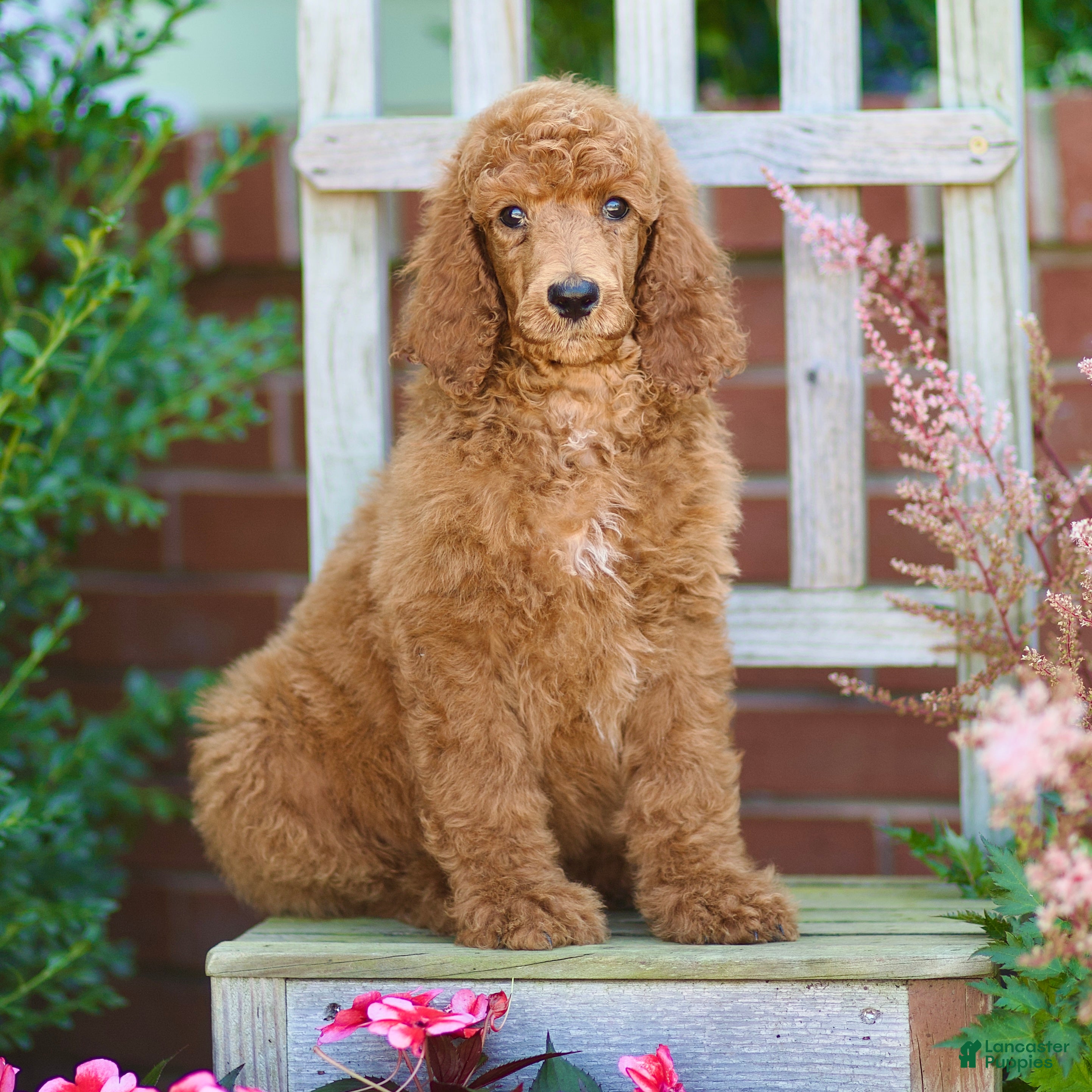 Standard Poodle dogs Michael  - Ad 1