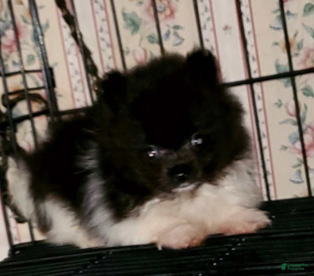Pomeranian dogs Pomeranian Puppy 1 - Ad 11