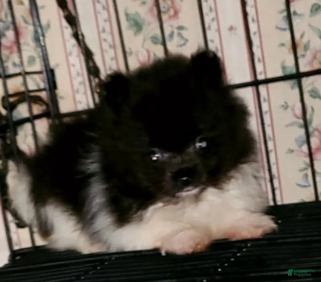 Pomeranian dogs for sale: Pomeranian Puppy 1 - Ad 1