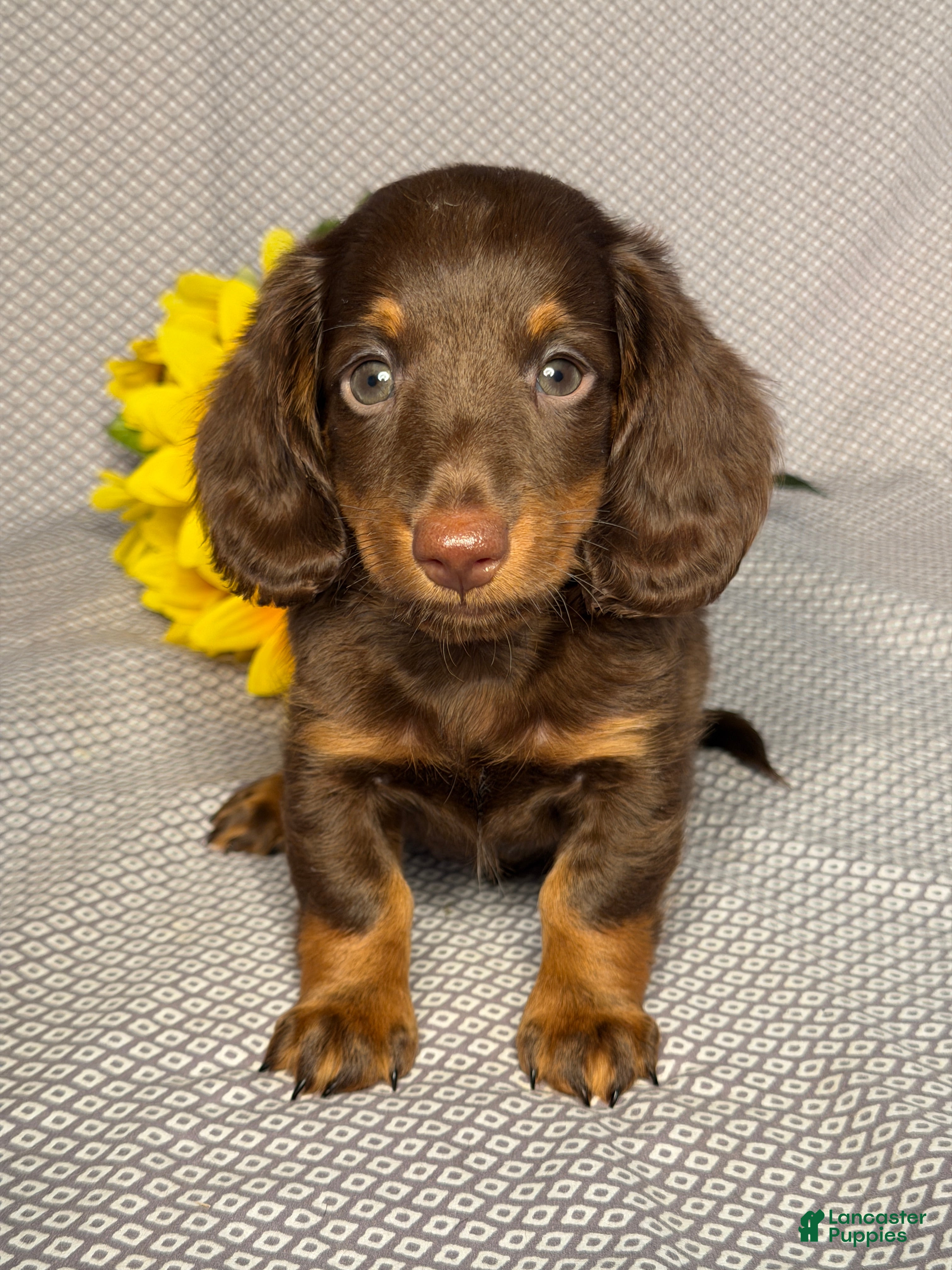 Miniature Dachshund dogs Luke - Ad 1