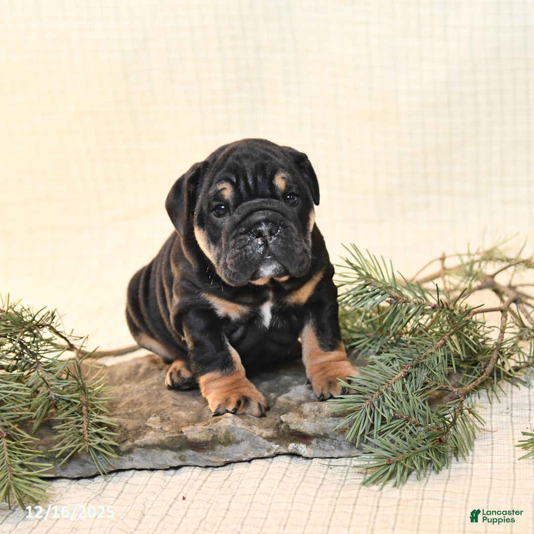 English Bulldog dogs for sale: Poinsettia - Ad 2