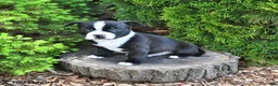 Mixed Breed dogs for sale: Jazzle - Ad 2