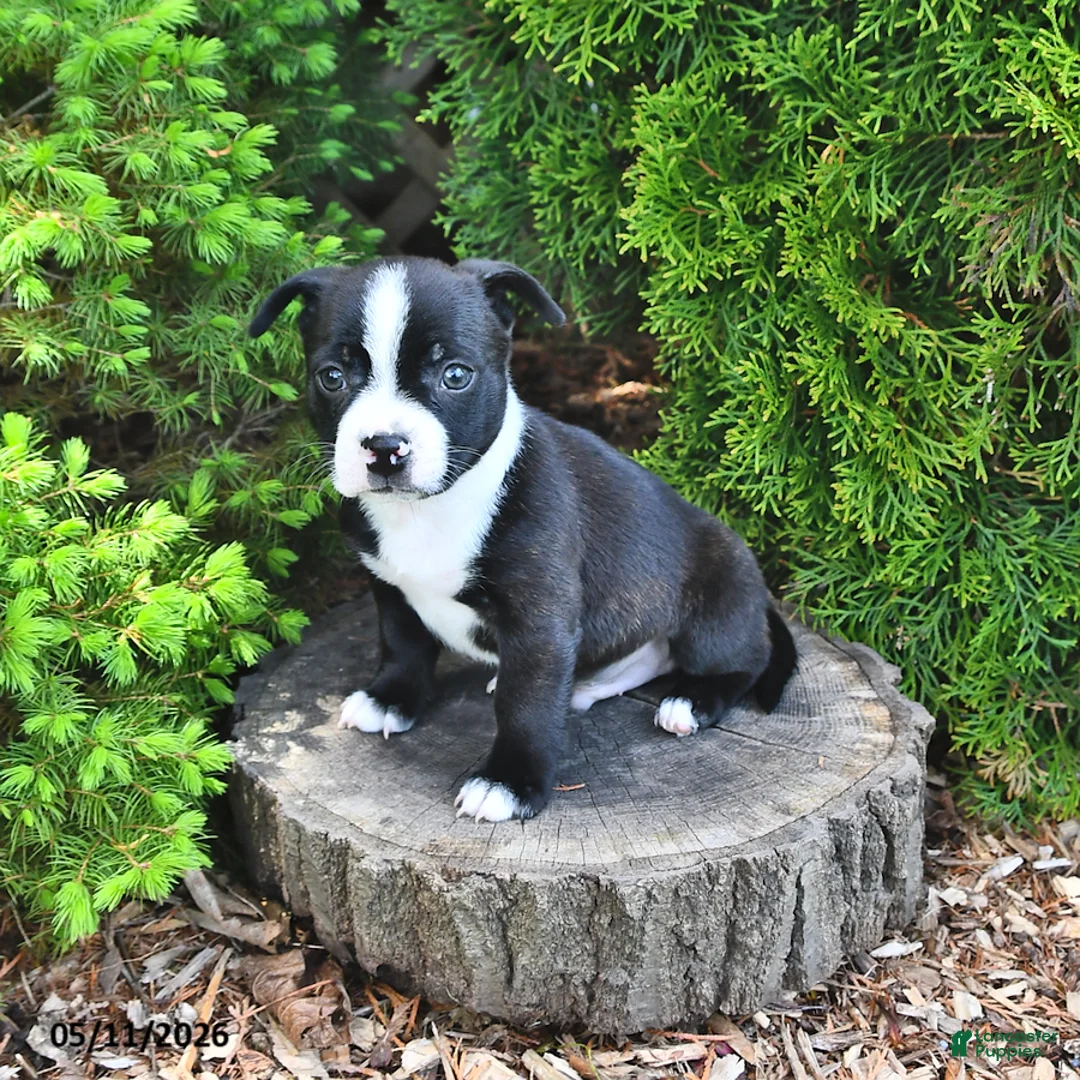 Mixed Breed dogs for sale: Jazzle - Ad 2