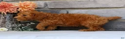 Miniature Poodle dogs for sale: Nolan - Ad 9