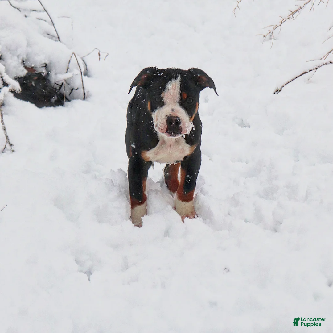 American Bully dogs for sale: Newt - Ad 1