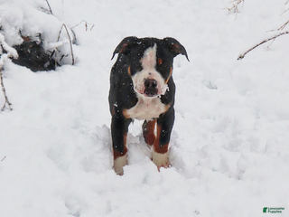 American Bully dogs Newt - Ad 8
