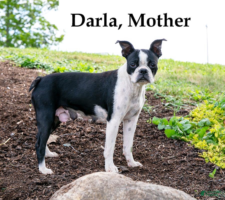 Mixed Breed dogs Brownie - Ad 2