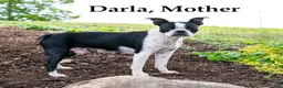 Mixed Breed dogs for sale: Brownie - Ad 2
