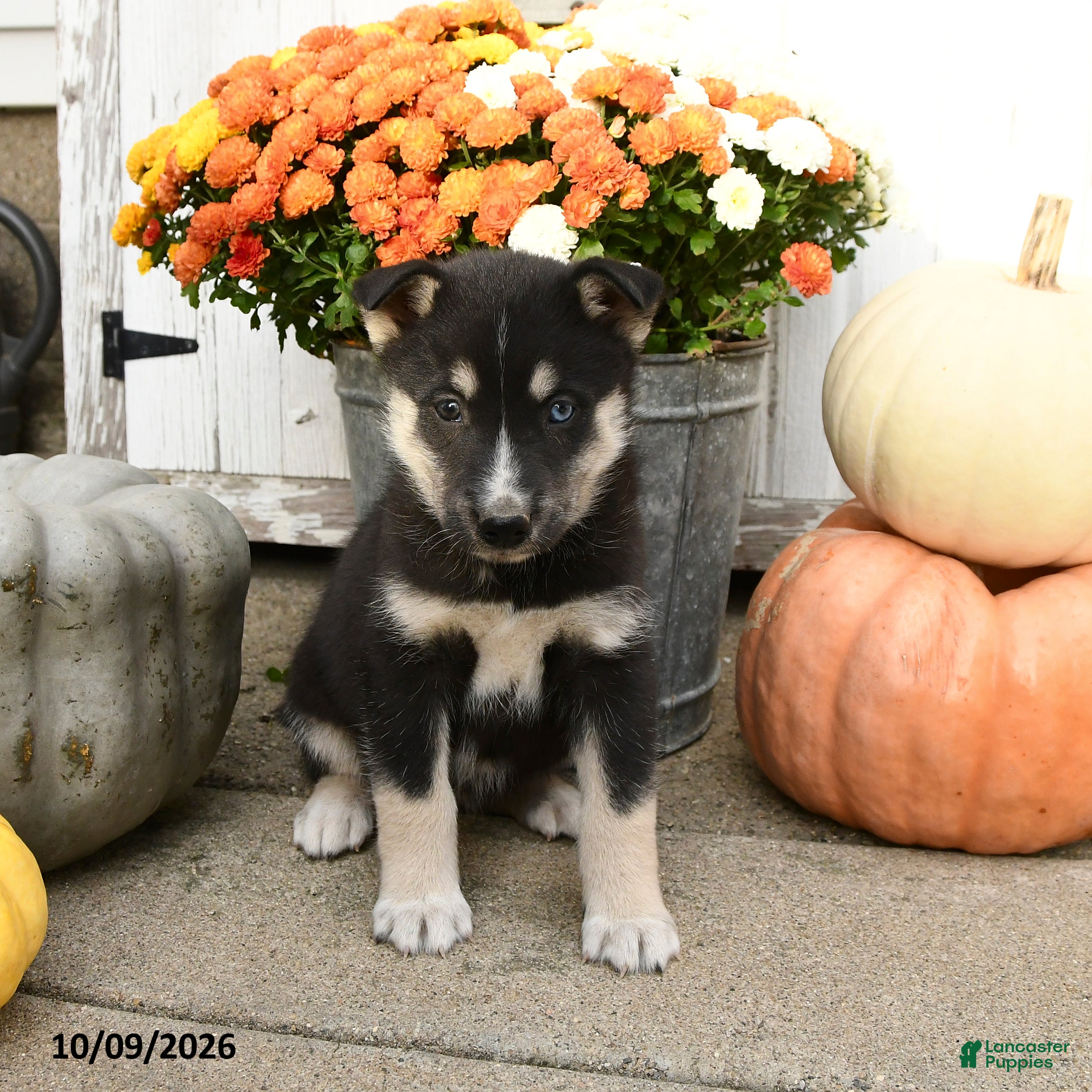 Mixed Breed dogs for sale: Lily - Ad 1