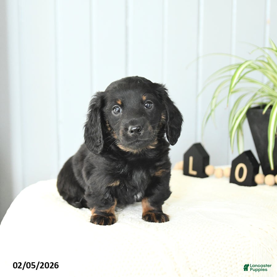 Miniature Dachshund dogs Skippy - Ad 1