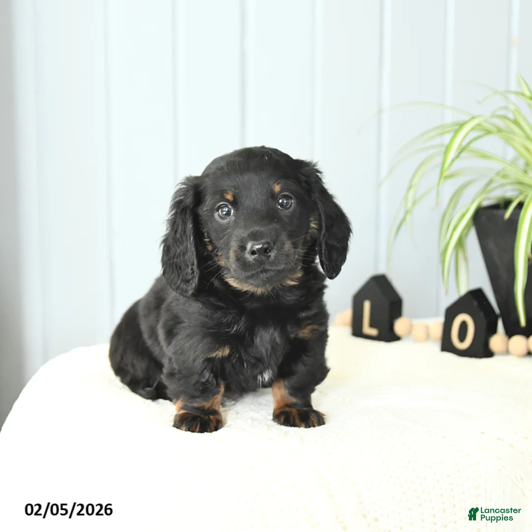 Miniature Dachshund dogs for sale: Skippy - Ad 2