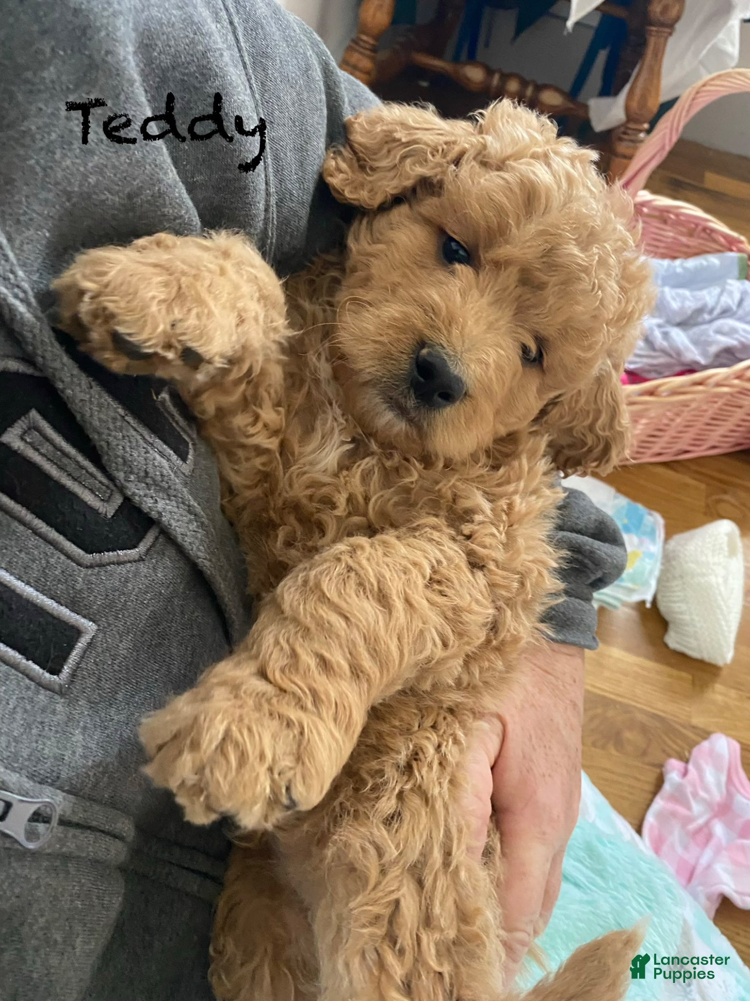 Goldendoodle dogs Goldendoodle Puppy 3 - Ad 2
