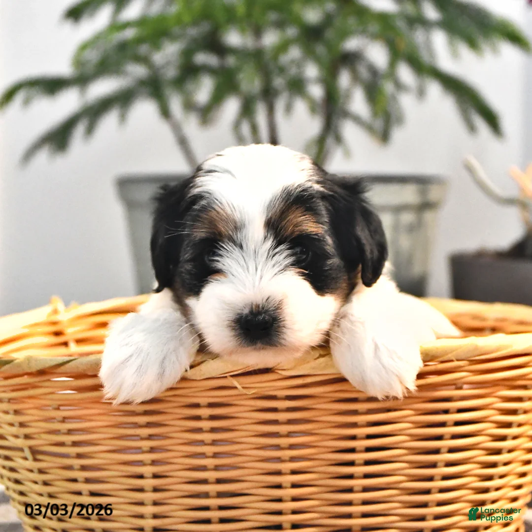 Biewer Terrier dogs for sale: Brenda - Ad 2