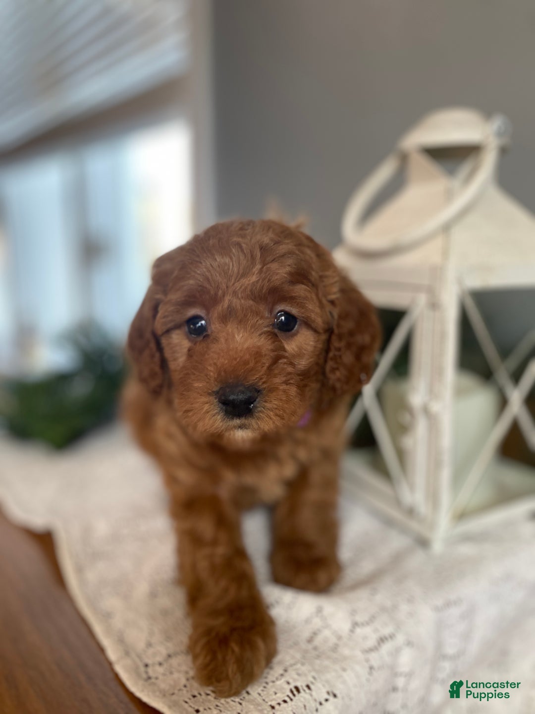 Mixed Breed dogs for sale: Carol  - Ad 3