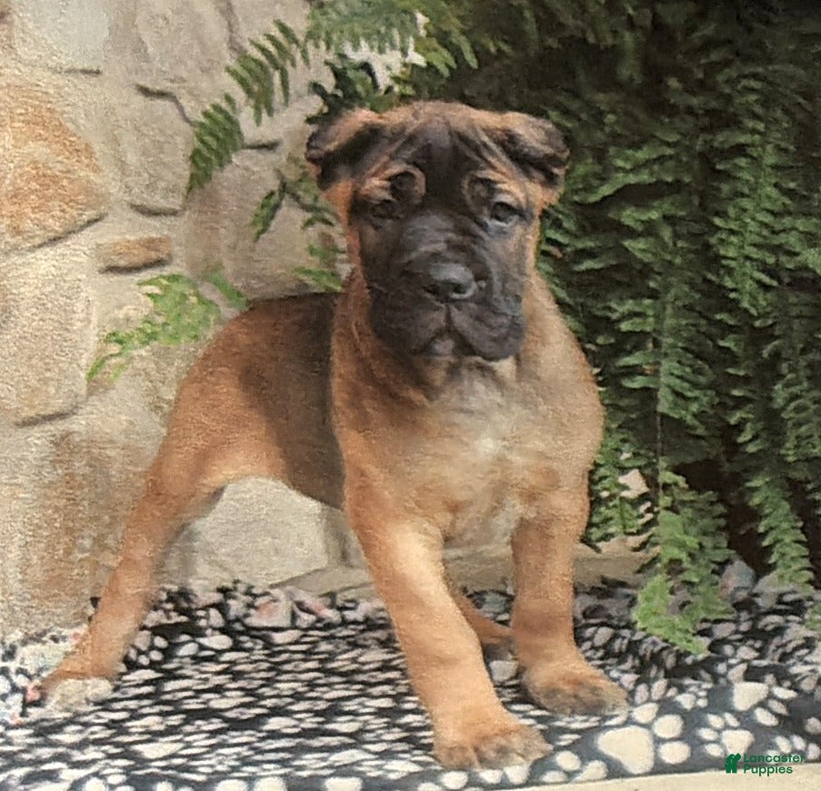 Cane Corso dogs Nora - Ad 39