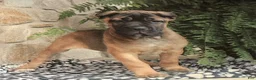 Cane Corso dogs for sale: Nora - Ad 1