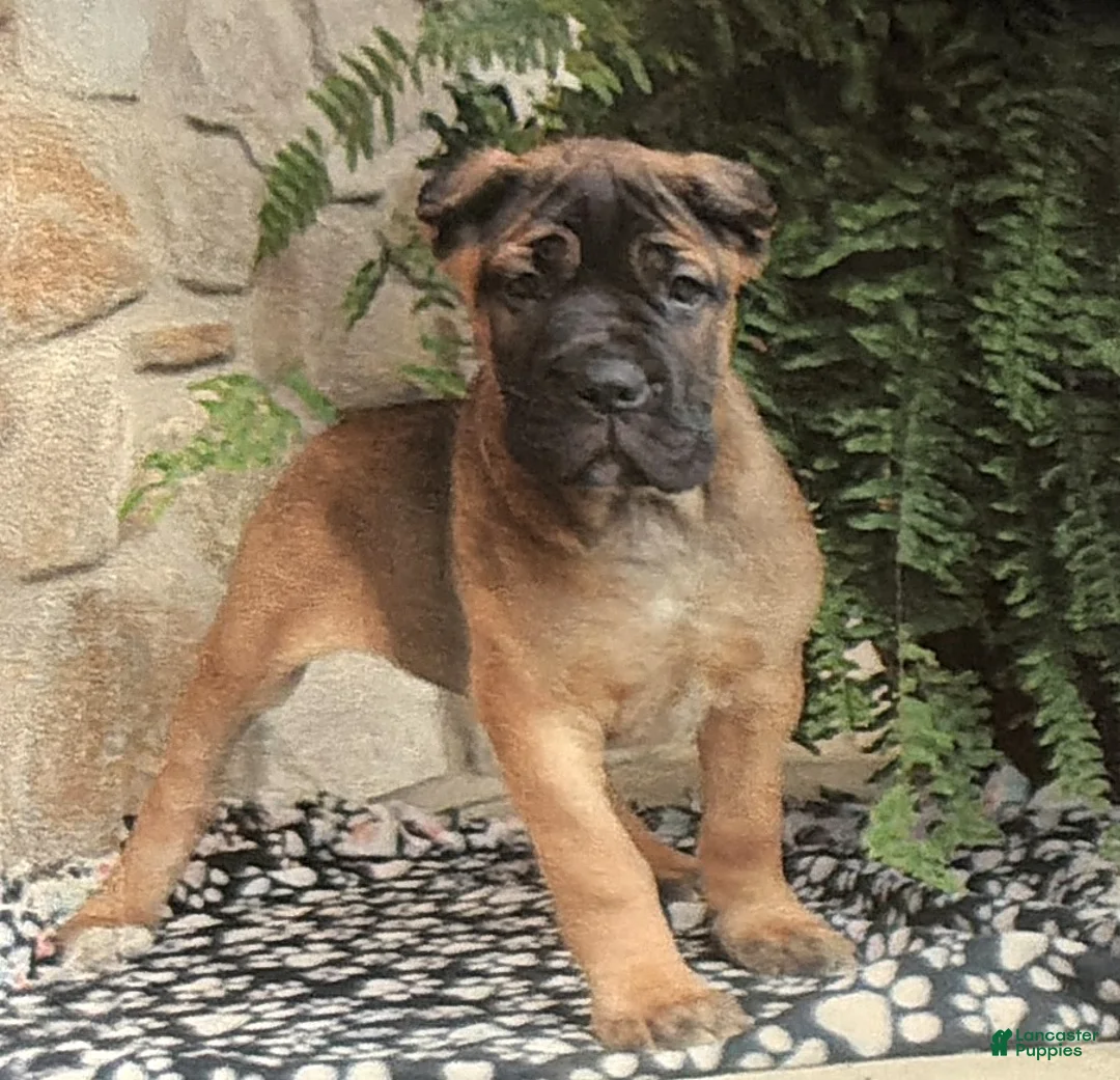 Cane Corso dogs for sale: Nora - Ad 1