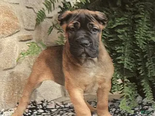 Cane Corso dogs Nora - Ad 39