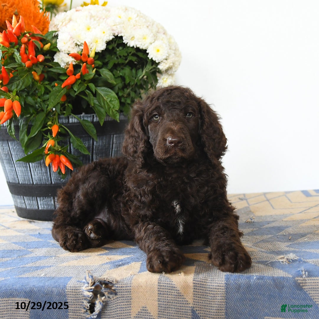 Standard Poodle dogs for sale: Murphy - Ad 4