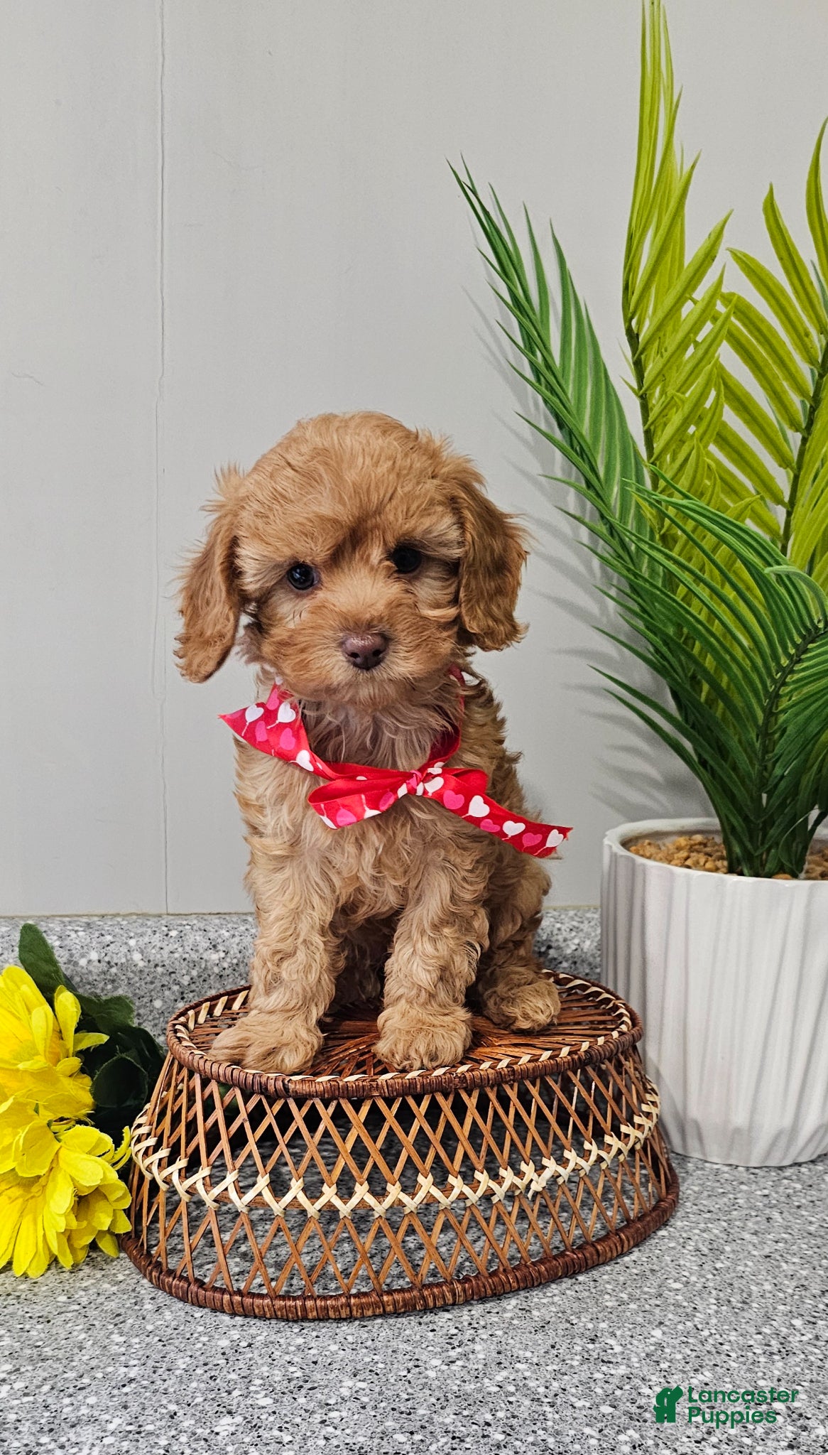 Cavapoo dogs "Tiny Tater" - Ad 1