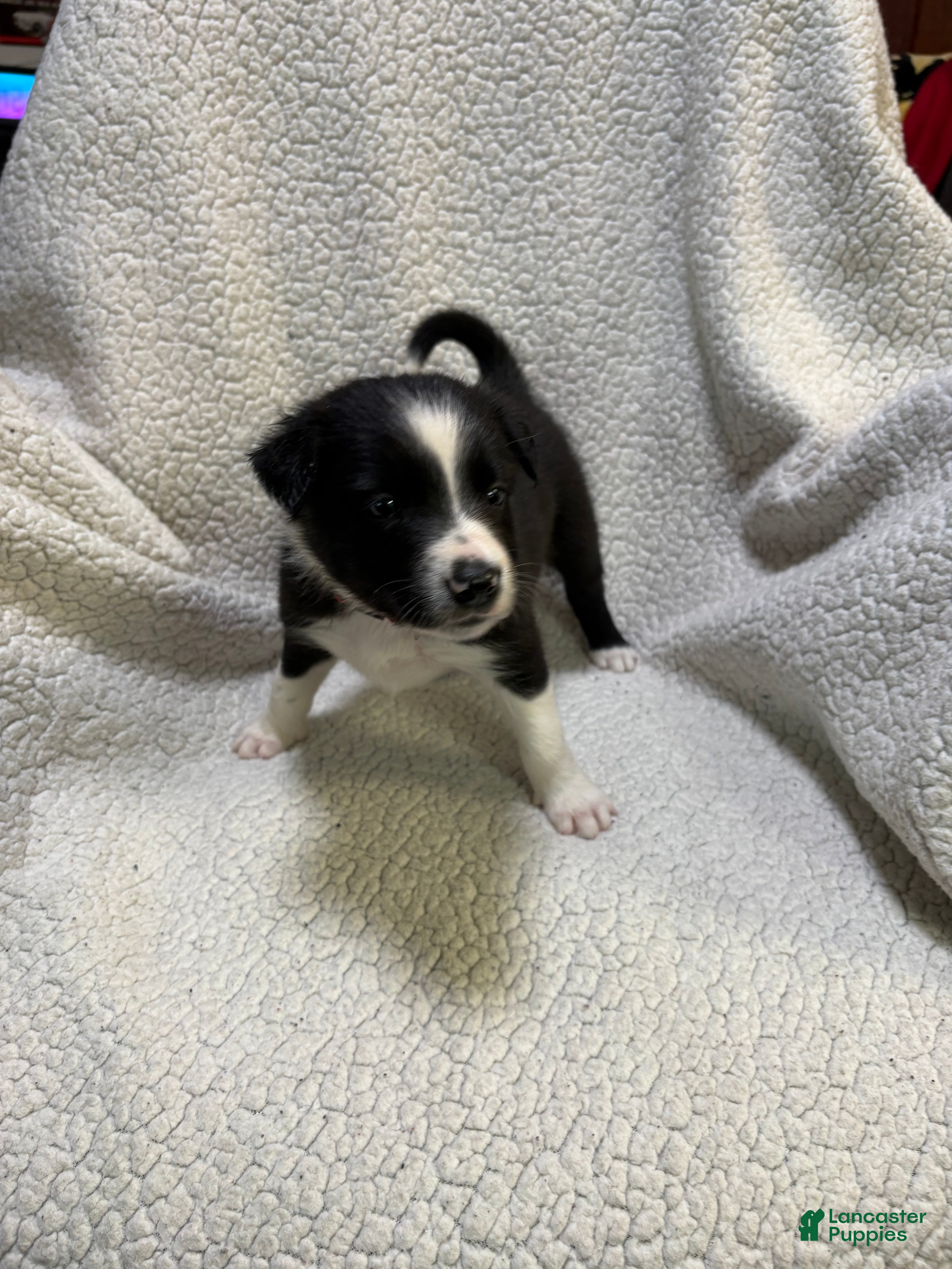 Border Collie dogs Buddy - Ad 25