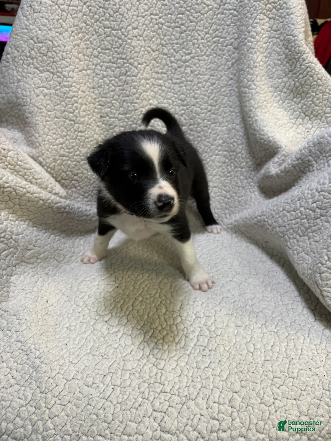 Border Collie dogs for sale: Buddy - Ad 1
