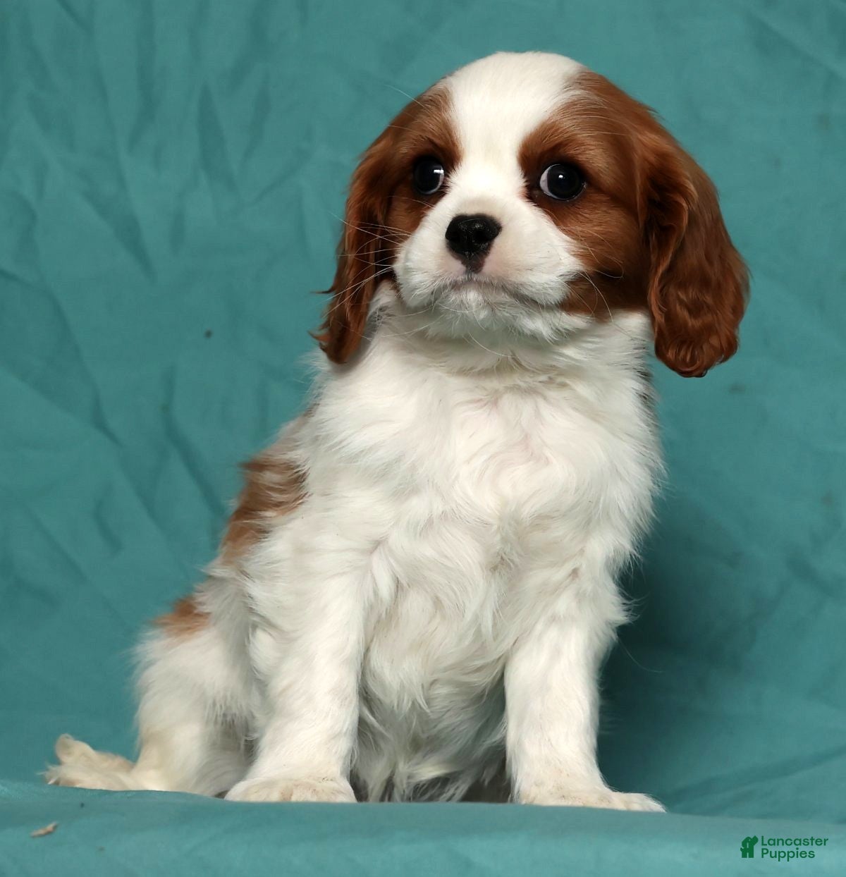 Cavalier King Charles Spaniel dogs Lennox - Ad 21
