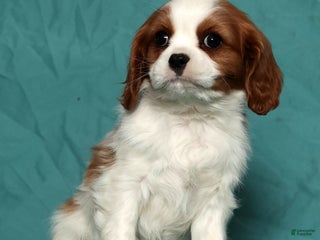 Cavalier King Charles Spaniel dogs Lennox - Ad 5