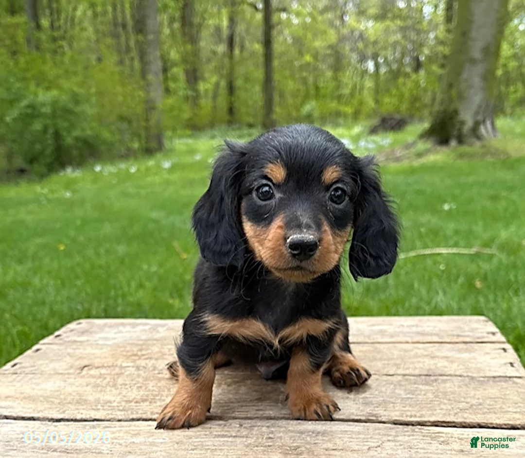 Miniature Dachshund dogs for sale: Harrison - Ad 2