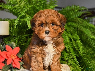 Shihpoo dogs Snickerdoodle - Ad 28