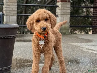 Standard Poodle dogs Buddy - Moyen Size Poodle - Ad 17